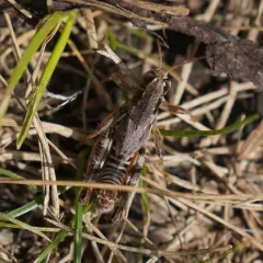 Dawson's Spur-throat Grasshopper thumbnail 3