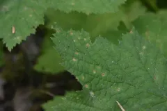 Phragmidium occidentale thumbnail 2