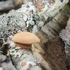 tender nesting polypore thumbnail 2