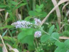 Horse Mint thumbnail 4
