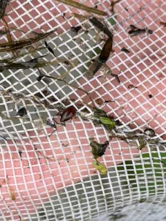 Hydrocanthus iricolor thumbnail 4