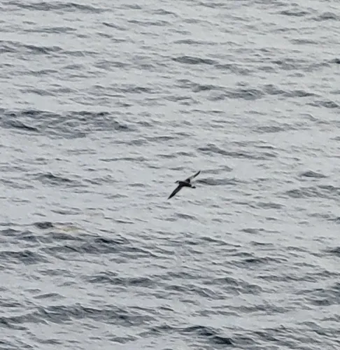 Great Shearwater