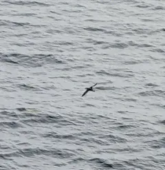 Great Shearwater thumbnail 1