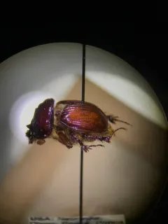 Eucanthus impressus thumbnail 3
