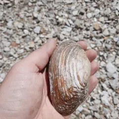 Flutedshell thumbnail 1