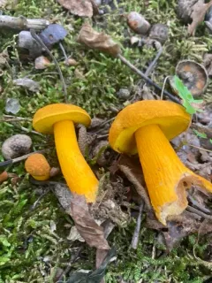 flaming gold bolete thumbnail 2