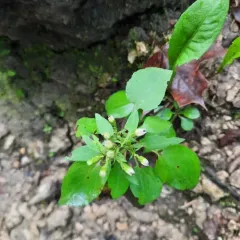 Drummond's aster thumbnail 3