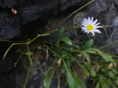 Siskiyou daisy thumbnail 4