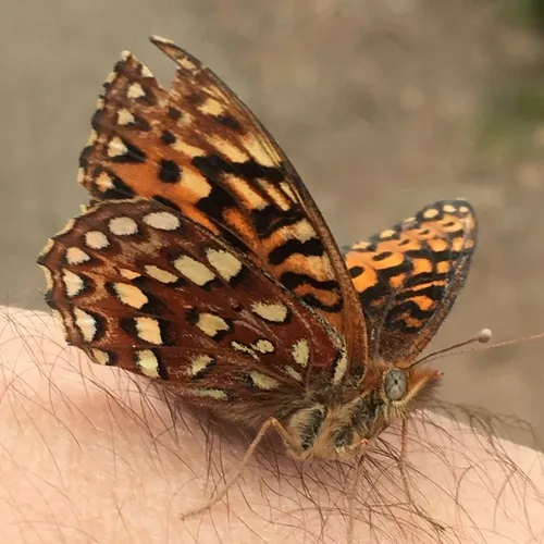 Hydaspe Fritillary