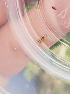 Large duck louse thumbnail 1