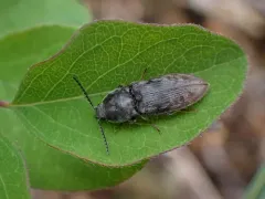 Destitute Click Beetle thumbnail 1