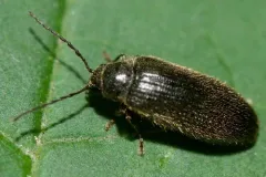 Pitchblack Soft-bodied Beetle thumbnail 4