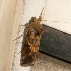 Soybean Looper Moth thumbnail 2