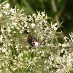 Twice-stabbed Stink Bug thumbnail 4