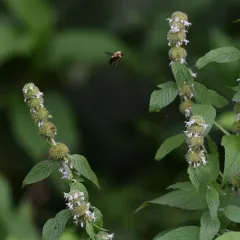 Hairy Wood Mint thumbnail 3