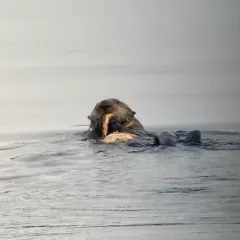 Sea Otter thumbnail 3
