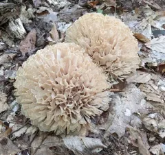 Eastern cauliflower mushroom thumbnail 1