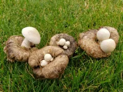 Psathyrella epimyces thumbnail 2