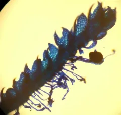 Two-horned Pincerwort thumbnail 3