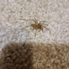 Hobo Spider thumbnail 3