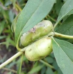 Sunflower Purse Gall Midge thumbnail 3