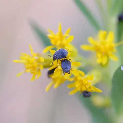 Broom Seed Beetle