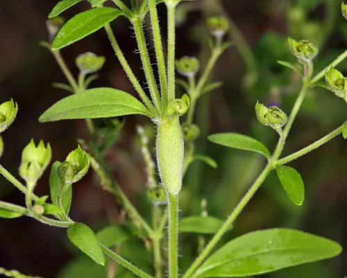 Eteobalea sexnotella
