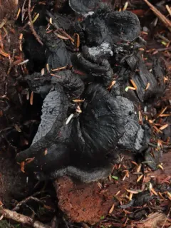 Polyozellus purpureoniger thumbnail 2