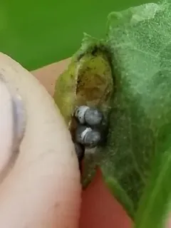 Galeopsomyia haemon thumbnail 4