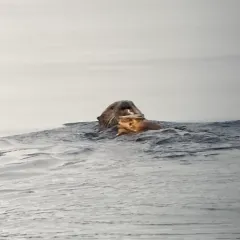 Pacific Geoduck thumbnail 2