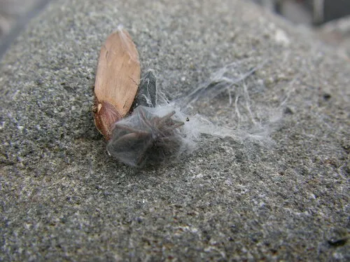 Neglected Ground Hunter Spider