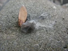 Neglected Ground Hunter Spider thumbnail 1