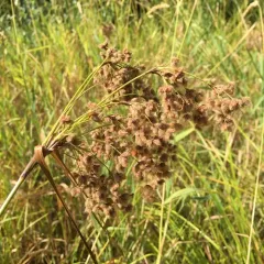 woolgrass thumbnail 1