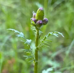 rayless mountain ragwort thumbnail 4