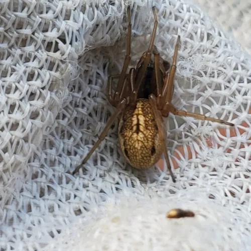 Pachygnatha clercki