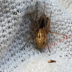 Pachygnatha clercki thumbnail 1