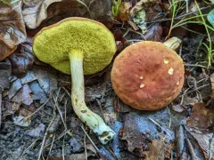 Suede Bolete thumbnail 4