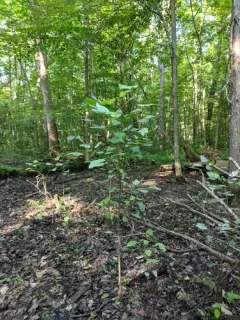 Swamp Cottonwood thumbnail 2