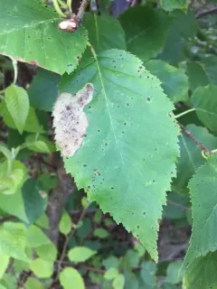 Birch Leafminer Sawfly thumbnail 2