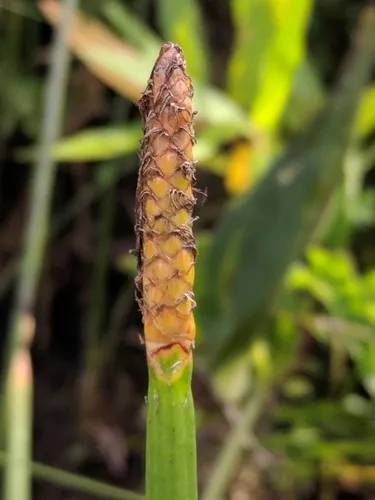Horsetail Spikerush