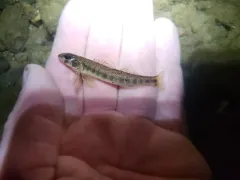 Channel Darter thumbnail 3