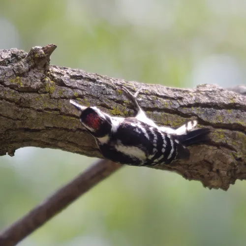 Downy Woodpecker