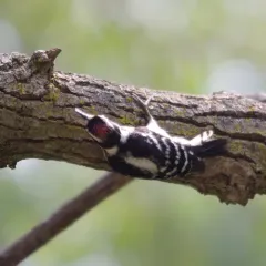 Downy Woodpecker thumbnail 1