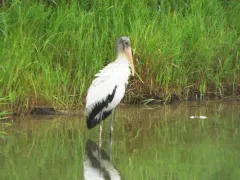 Wood Stork thumbnail 1