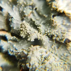 Mealy Speckled Shield Lichen thumbnail 4