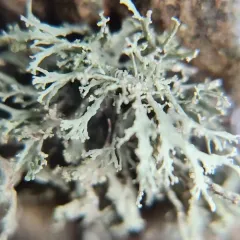 Rock Bushy Lichen thumbnail 4