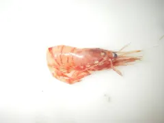 Eualus belcheri thumbnail 4