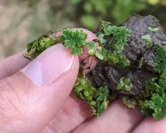 eastern mosquito fern thumbnail 3