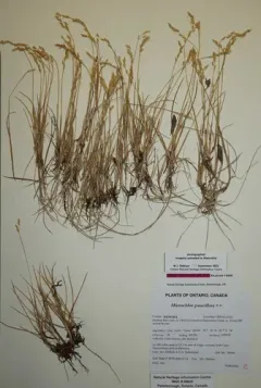 Arctic Sweet Grass thumbnail 2