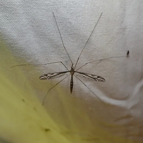 Tipula furca